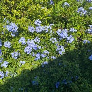 Meet your Posher, Joyce